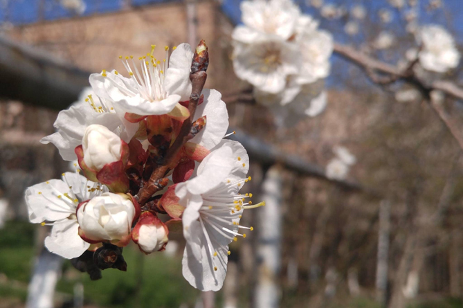 В Армении массово расцвел абрикос (ФОТО)