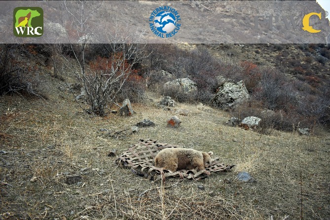 В Армении жестоко зарезали медвежонка. Разбираются экологи (ФОТО)