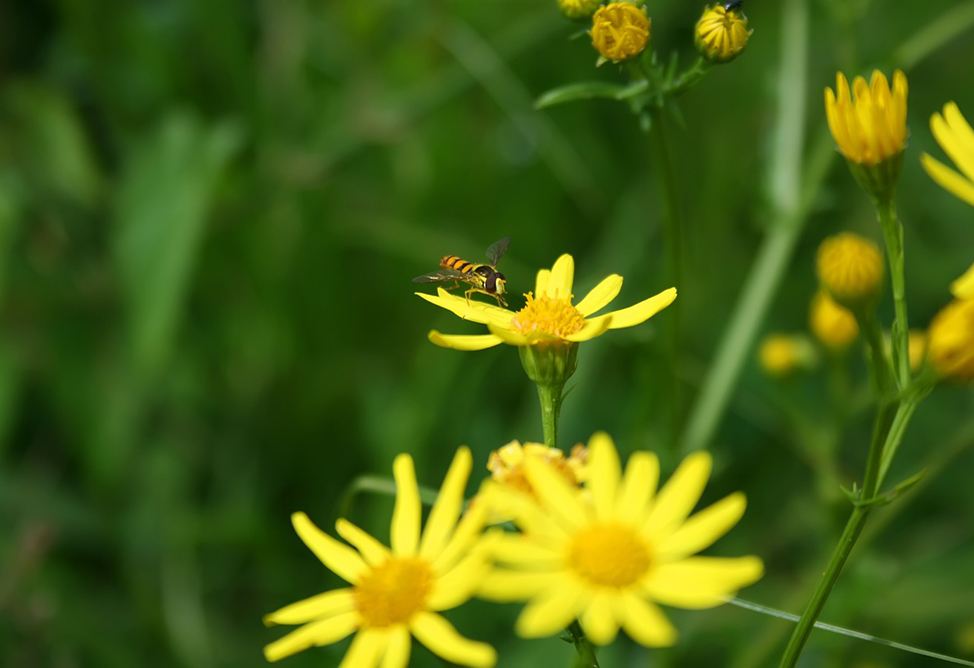 До 29 градусов тепла ожидается в Армении на фоне дождей