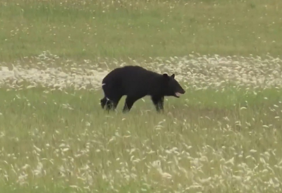  Медвежонок помешал работе аэропорта на севере Японии: отменено 12 рейсов (ВИДЕО) 