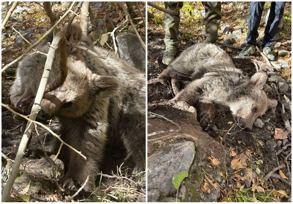 мишка запутался в сетке 