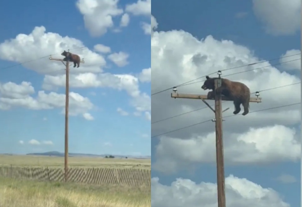 Медведь забрался на опору ЛЭП в США: видео стало вирусным. Животное погибло