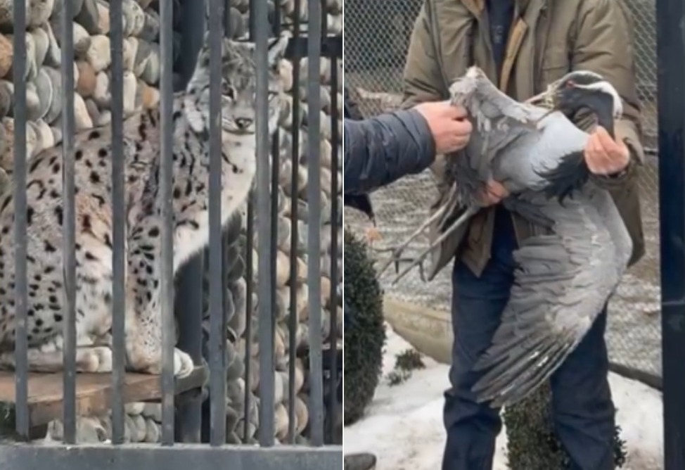 Дикую рысь и шесть редких птиц изъяли в Армении: их незаконно содержали в ресторане (ВИДЕО)