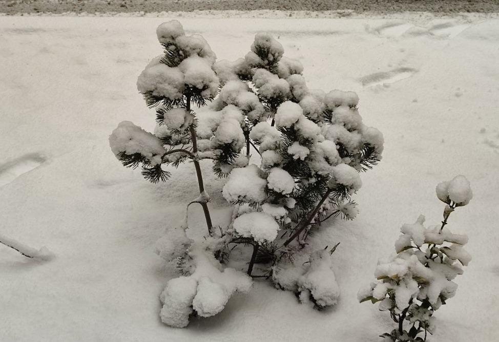 В Ереване - снег-5