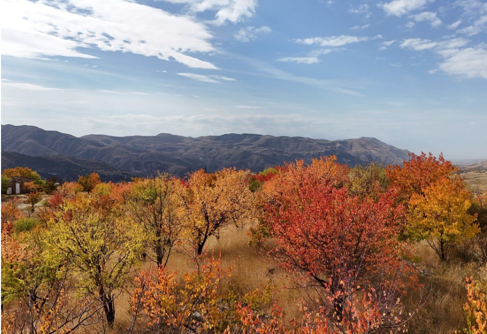 Еревану нечем дышать: как "сады новой волны" станут лекарством от смога и стресса для жителей Армении (ФОТО)