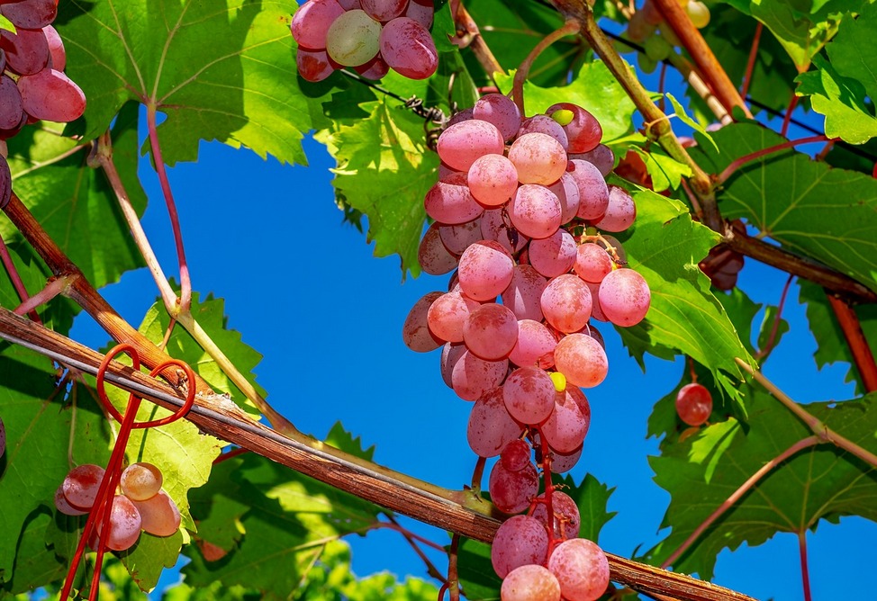 Ученые выяснили, что красный виноград может защитить от рака кишечника